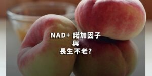 NAD+ 諾加因子與長生不老的關係簡介